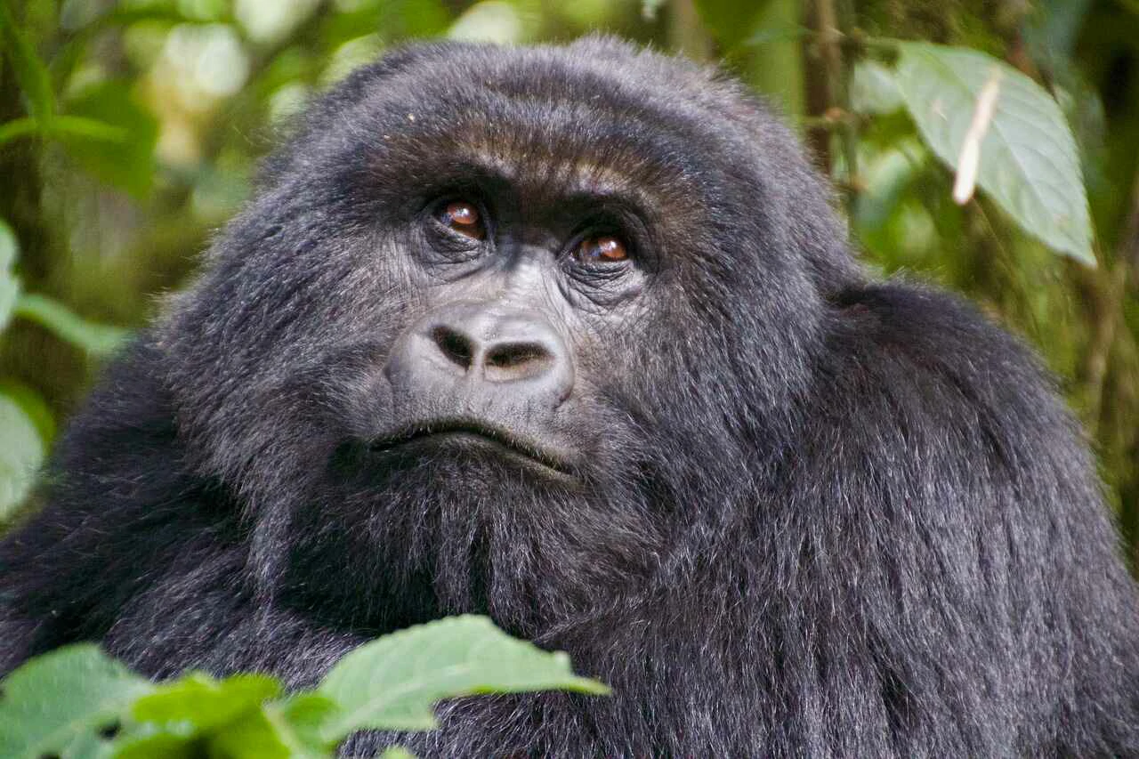 gorilla close up